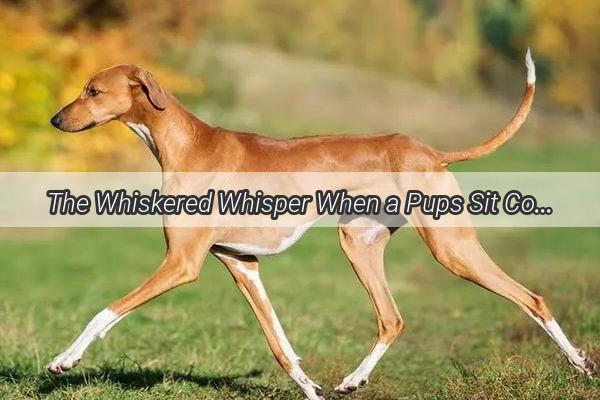 The Whiskered Whisper When a Pups Sit Convinces the World